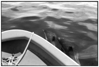 https://www.ed-templeton.com/files/gimgs/th-150_Dolphins-from-boat-Catalina.jpg